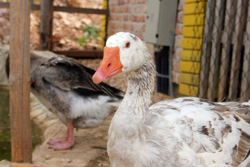 Domestic goose