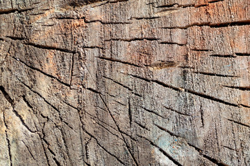 Multicolored tree stump as an abstract background