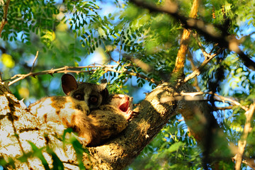 Bushbabies sleeping in a tree