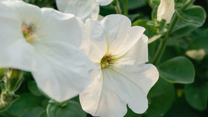 Close-up view of beautiful white petunia flowers