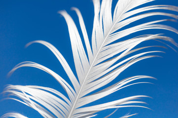 A white feather against the blue sky