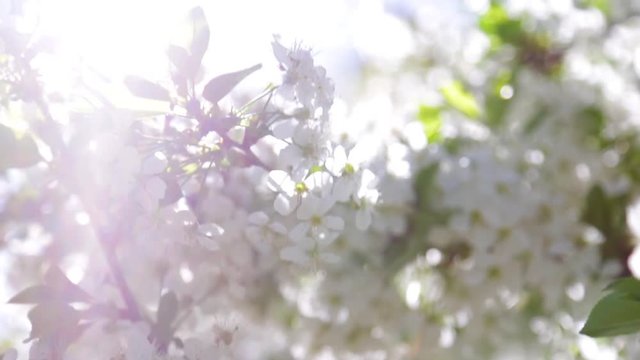 Closeup view of white cherry blossom in spring soft sunset light outdoors. Beautiful delicate nature background.