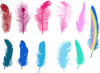 eleven colored feathers silhouettes isolated on white