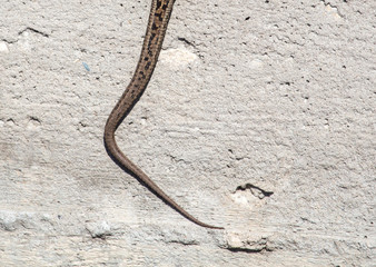 Tail of a snake on a concrete wall