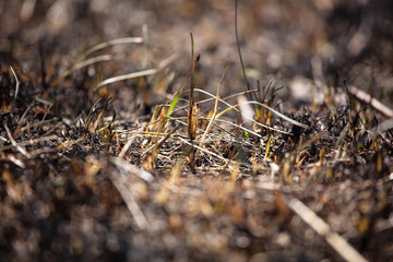 Black burned grass on the ground as an abstract background