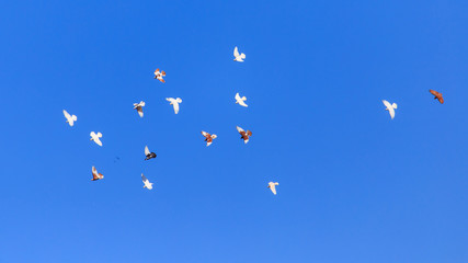 A flock of pigeons in flight against the blue sky