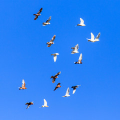 A flock of pigeons in flight against the blue sky