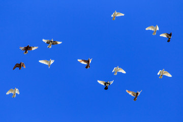A flock of pigeons in flight against the blue sky