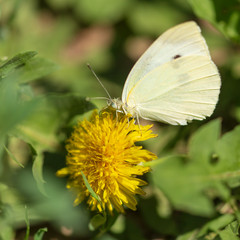 Butterfly on a yellow flower in nature