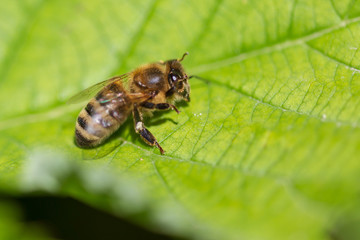 Bee on a green leaf in nature