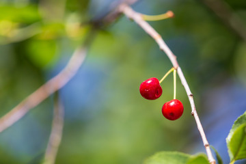 Red cherry on a tree branch in summer