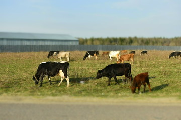 Naklejka na ściany i meble herd of cows graze near a farm, forest, meadow, sky