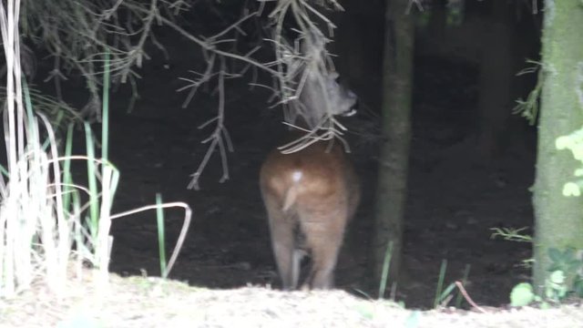 Young doe in a forest. Roe deer, Capreolus capreolus. Wildlife scene from nature.
