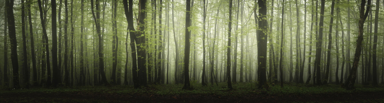 Fototapeta panorama lasu w wysokiej rozdzielczości
