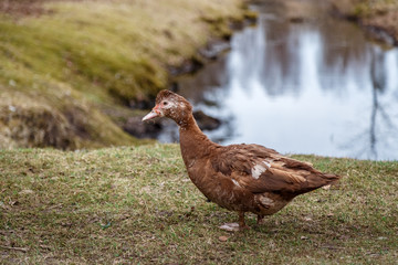 Brown duck near the volom