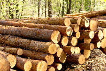 Bunch of felled and cut trees. Piled pine trunks