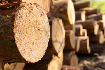 Bunch of felled and cut trees. Piled pine trunks. wood resin