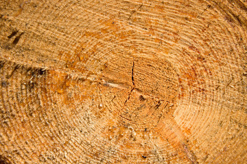 Naklejka premium Drops of resin on the trunk of a felled trunk tree glisten on a Sunny day