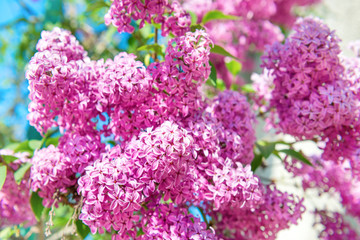 Branch of beautiful purple lilac flowers in the bush with green leaves