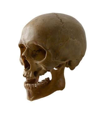 Human skull close up