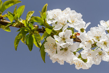 Rama de cerezo en flor. Cerasus.