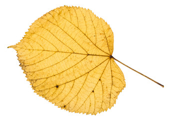 yellow autumn leaf of linden tree isolated