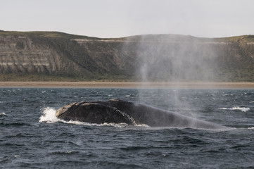 Whale jump , Patagonia