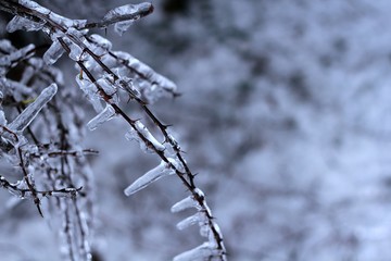 Icicles on a frozen tree unique winter frozen