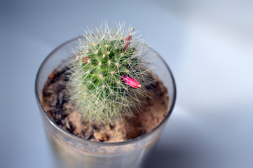 Potted succulent houseplant mammillaria anniana with ripe berries close up