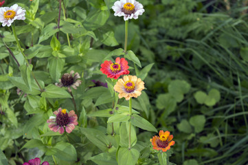 Blooming zinnias in summer flower bed in park