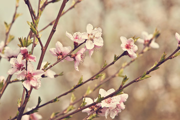 blooming apricot tree