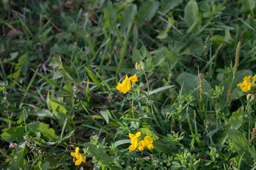 Lathyrus pratensis blooming in grass, wild meadow pea vine close up