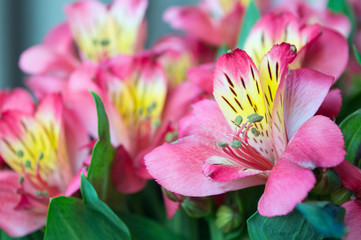 Elegant bouquet of pink alstroemeria flowers for floral arrangement or romantic Valentine's present for beloved