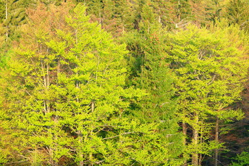 Mixed mountain forest in spring 