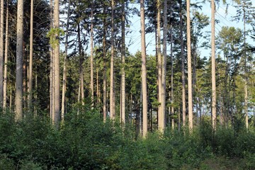 Fototapeta premium Trees in woods sunlight nature green relaxing view