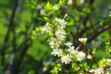 Plum tree blossom