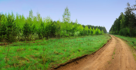 Road in a forest on a cloudy day.