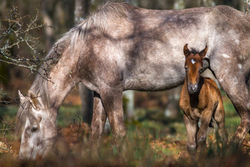 Wild foal with mother