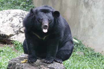 Naklejka premium Black Sun Bear, Helarctos malayanus Close up Black Bear from the tropical forest habitats of Southeast Asia ,The sun bear has a short, sleek, black coat. The muzzle is short, and gray to faint oran