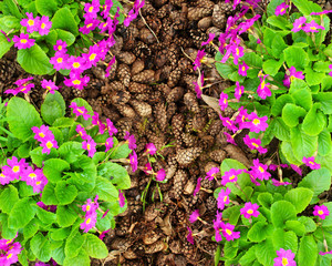 Purple garden flowers with green leaves in pine cones