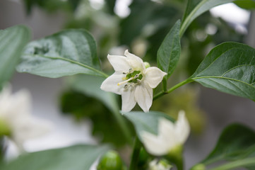 Close up of hot pepper blooming in greenhouse