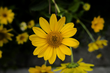 Beautiful yellow flower from top side view on dark background