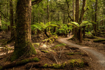 walking path, rainforest, Trowutta Arch