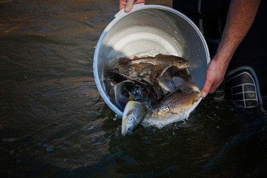 Fischbesatz Bachforelle