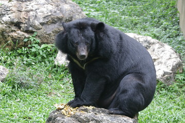 Black Sun Bear, Helarctos malayanus, Close up Black Bear from the  tropical forest habitats of Southeast Asia ,The sun bear has a short, sleek, black coat. The muzzle is short, and gray to faint orang