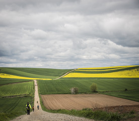 Fototapeta premium Camino de Santiago entre campos de cebada y colza