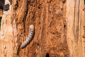 Big roundheaded borers woodcutter (Cerambycidae), larva of the Longhorned Beetle, construction wooden beams destroyed by insect attack, disease of the tree, pests of wood