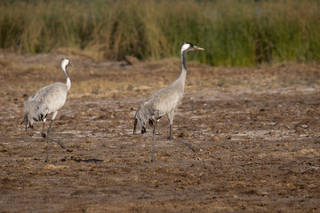 Common Crane, Grus grus, Little Rann of Kutch, Gujarat