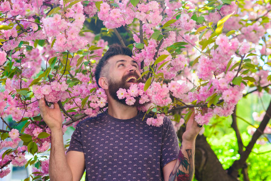 Bearded man with bloom of sakura tree on background. Hipster with sakura blossom in beard. Springtime concept. Man with beard and mustache on happy face near branches with tender pink flowers.