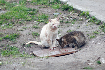 Two hungry homeless cats.